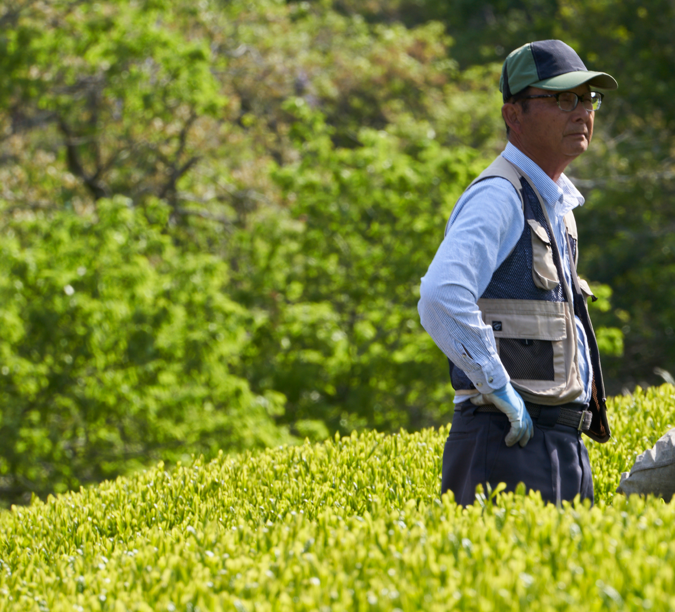 茶生産・荒茶製造
